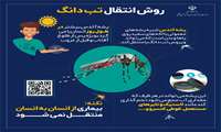 اینفوگرافی - روش های انتقال تب دانگ